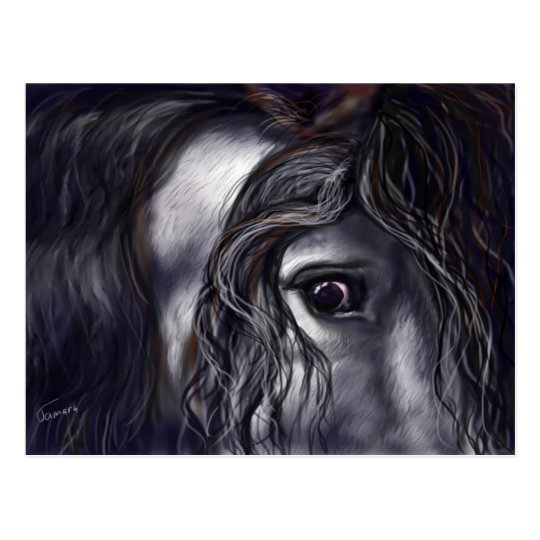 Lipizzan Postcard