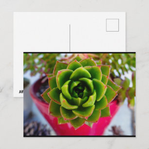 Lipstick Echeveria Succulent Plant Postcard