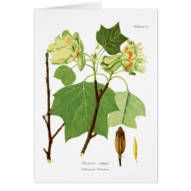 Liriodendron tulipifera (Front)