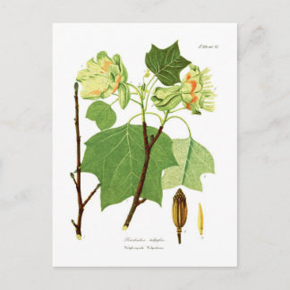 Liriodendron tulipifera postcard