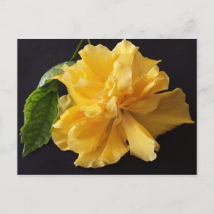 Lisa 1 - educatedbrainfart postcard