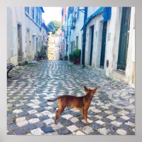 Lisbon Alfama Dog Architecture Photo
