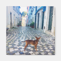 Lisbon Puppy's Street View Portugal Photo