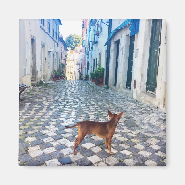 Lisbon Puppy's Street View Portugal Photo Magnet (Front)