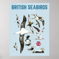 List of british seabirds united kingdoom birds