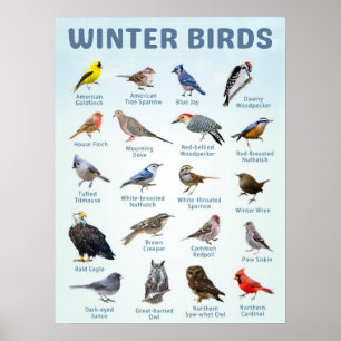 list of USA Winter birds Poster
