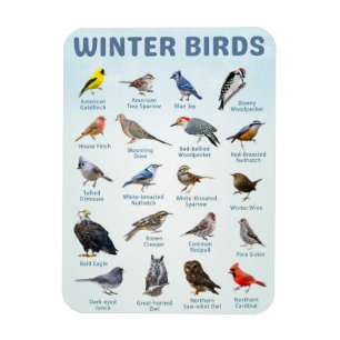 list of Winter birds in michigan USA Magnet