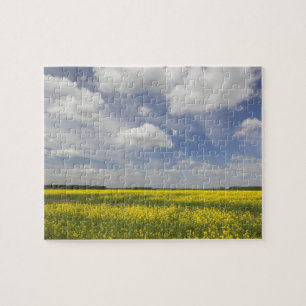 Lithuania, Central Lithuania, Joniskis, field of Jigsaw Puzzle