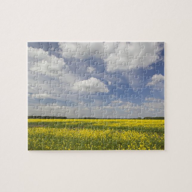 Lithuania, Central Lithuania, Joniskis, field of Jigsaw Puzzle (Horizontal)