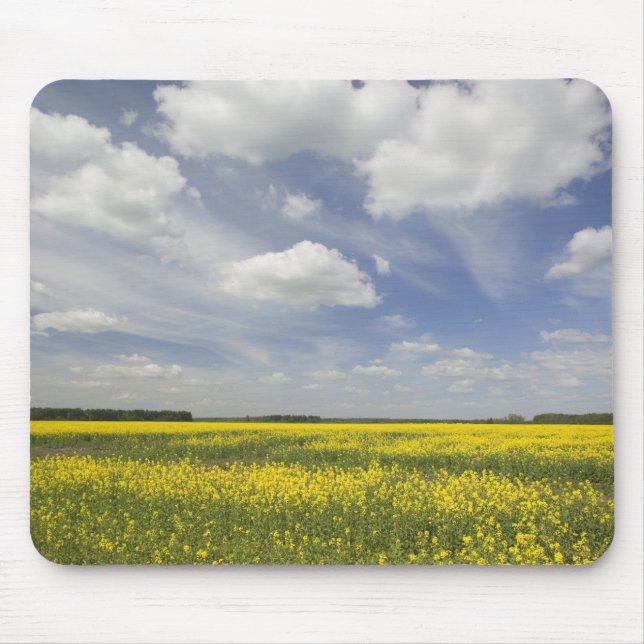 Lithuania, Central Lithuania, Joniskis, field of Mouse Mat (Front)