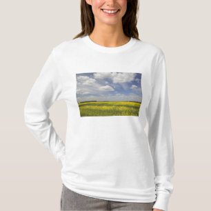 Lithuania, Central Lithuania, Joniskis, field of T-Shirt