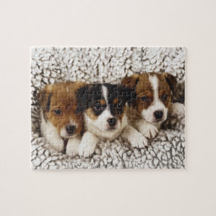 Litter of puppies jigsaw puzzle