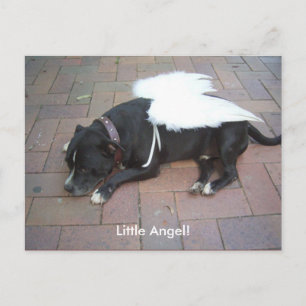 Little Angel! Postcard