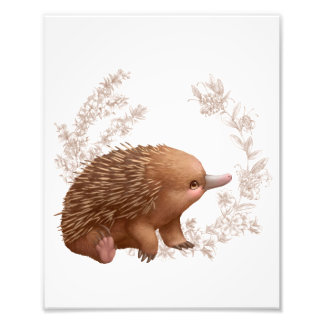 Little Aussie Friends - Echidna Photo Print