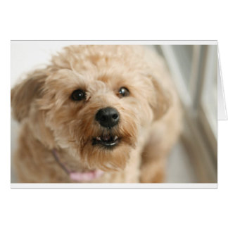 Little Awesome Abby the Yorkie Poo