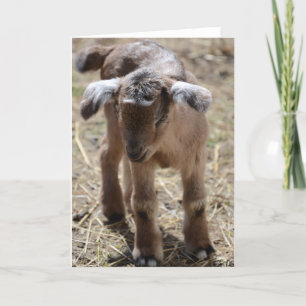 Little Baby Goat Card