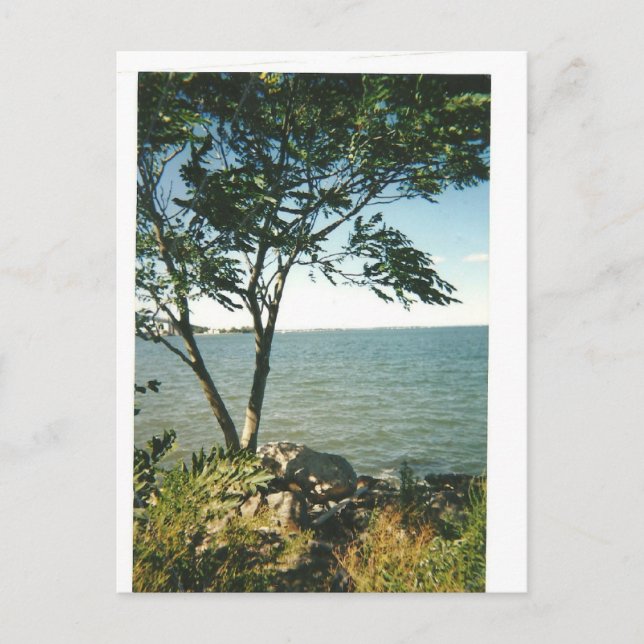 Little Bay Park scenery Postcard (Front)