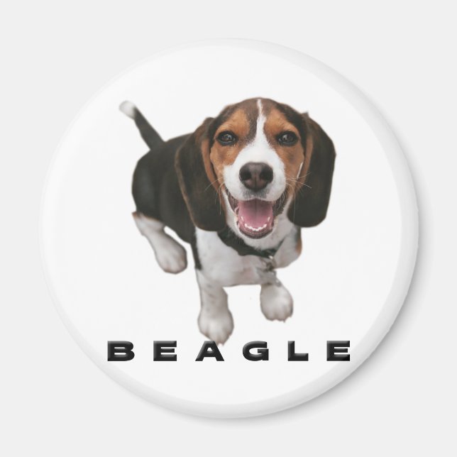 Little Beagle Magnet (Front)