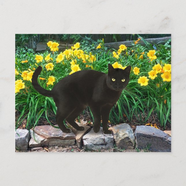 "Little Bear" Postcard (Front)