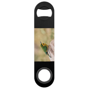Little Bee-Eater