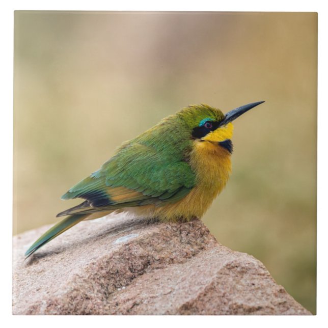 Little Bee-Eater Tile (Front)