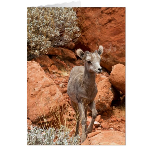 Little Big Horn (Front)