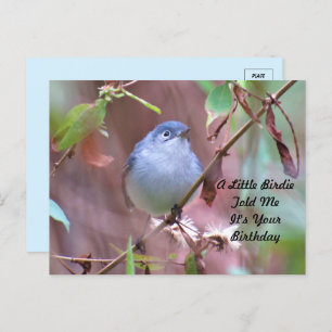 Little Birdie Birthday Postcard