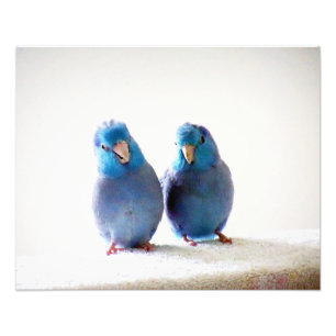 Little Birds Best Friends photo Pacific Parrotlets Print