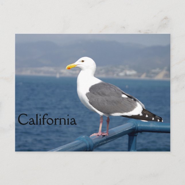 Little Birdy Postcard (Front)