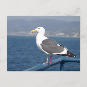 Little Birdy Postcard