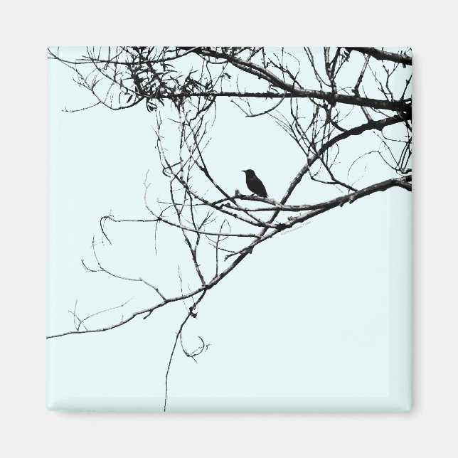Little Black Bird Magnet (Front)
