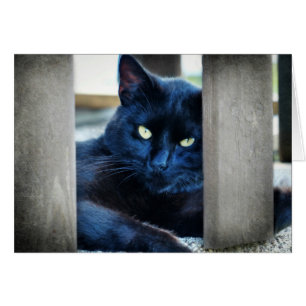 Little Black Kitty