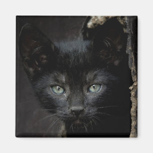Little Black Kitty Magnet