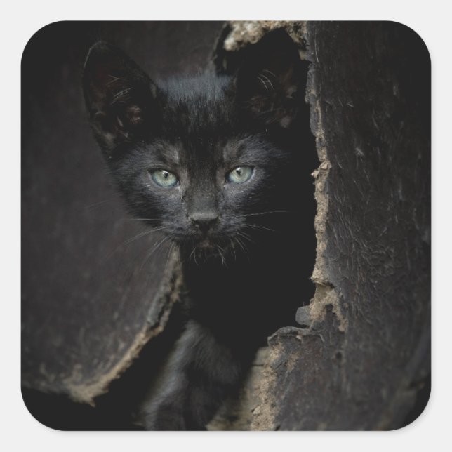 Little Black Kitty Square Sticker (Front)