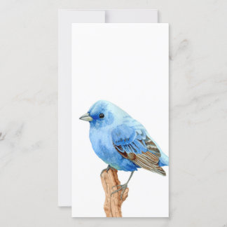 Little Blue Bird