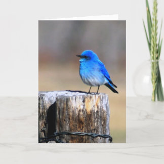 Little Blue Bird of Happiness greeting card