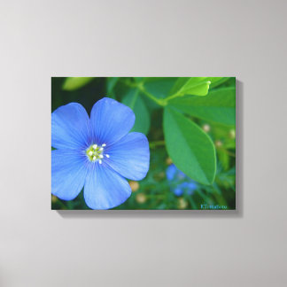 Little Blue Flower Canvas Print