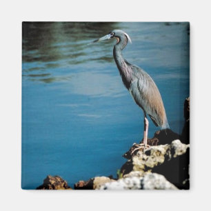 Little blue heron magnet