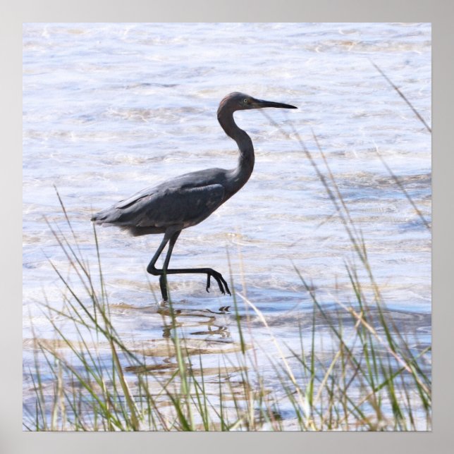 Little Blue Heron on Canvas Print (Front)
