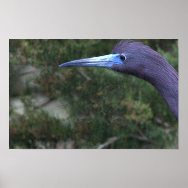 Little Blue Heron Photo Poster (Front)