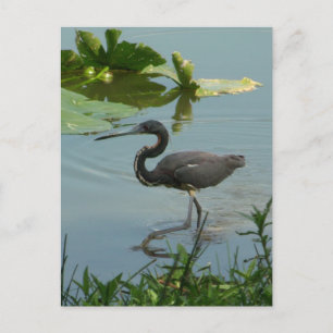 Little Blue Heron Postcard