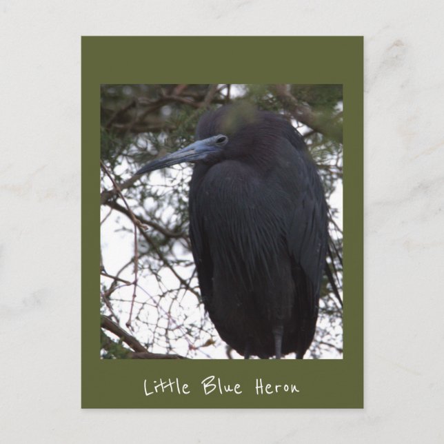 Little Blue Heron Postcard (Front)