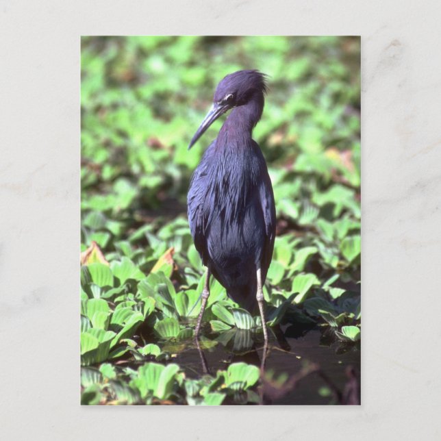 Little Blue Heron Postcard (Front)