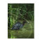 Little Blue Heron Postcard