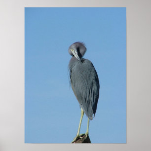 Little Blue Heron Poster