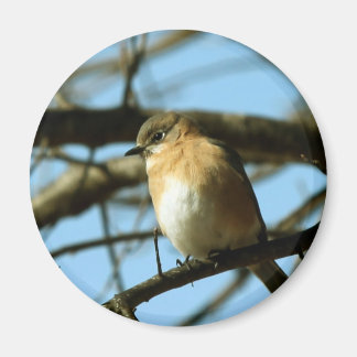 Little Blue Magnet