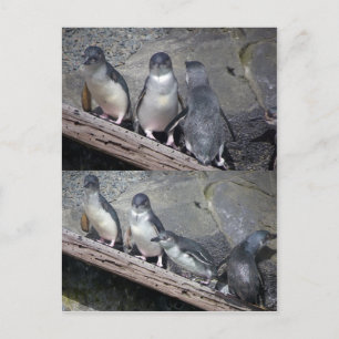 Little Blue Penguins Postcard