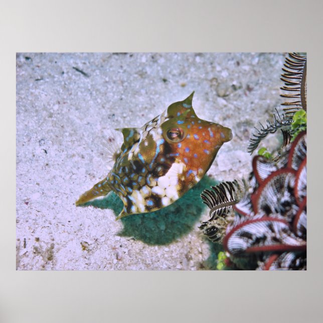 Little Boxfish Poster (Front)
