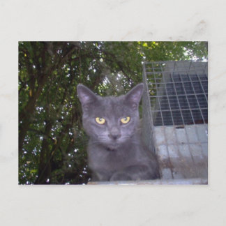 Little Boy Blue Postcard