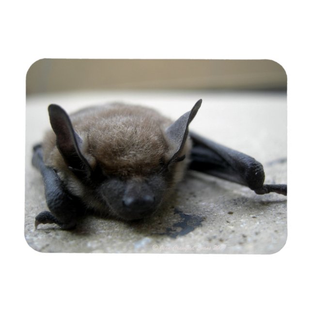 Little brown bat (Myotis lucifugus) Magnet (Horizontal)